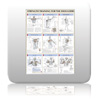 Chart - Strength Training Anatomy - Shoulders Chart - Strength Tra...